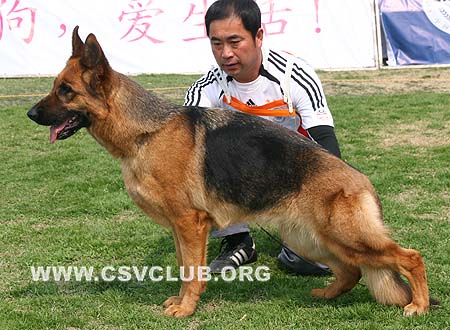 V3 2012 达索，Dasso von Happy，CSZ55093，犬主：符伟其