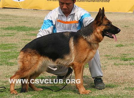 V4 2042 菲斯迪妮，Feisidn von HaoEn，CSZ64761，犬主：潘永忠
