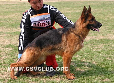 V5 2068 齐雅迪，Quadi von ZhenDe，CSZ62022，犬主：张俊辉