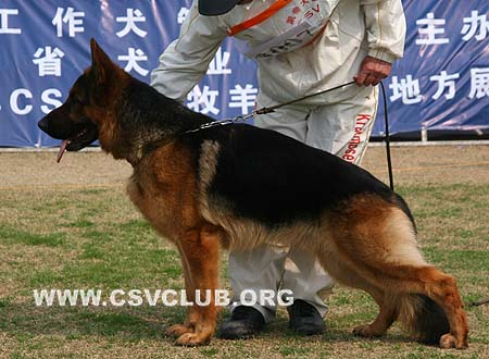 SG1 3007 巴罗尼，Kratmosens Baroni，CSZ8002266，犬主：高飞