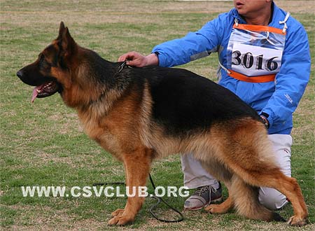 SG2 3016 艾米力，Emil von LuTai，CSZ88588，犬主：李强(鲁泰)