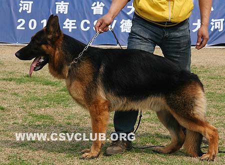 SG3 3040 查尼的鲁，Chandro von JinLiang，CSZ94692，犬主：杨素辰