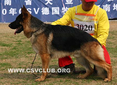 SG4 3020 恩瑟尔，Ensor von QiangSheng，CSZ86092，犬主：刘永胜