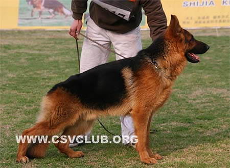 SG5 3017，克拉库斯，Clarkus von Odin，CSZ87869，犬主：李深义