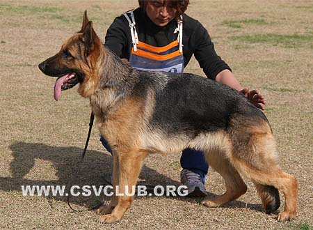 SG1 4021 波萨丝，Berthas von YongWei，CSZ88275，犬主：李波
