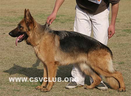 SG2 4026 库拉，Cula von JunDeYuan，CSZ86940，犬主：李深义