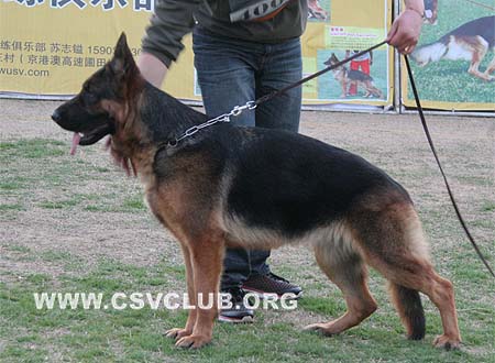 SG3 4005 杜丽娜，Dylina von YuLong，CSZ76300，犬主：陈栋