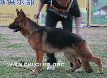 SG4 4013 布特姿，Butzie von FangZheng，CSZ86118，犬主：方正强