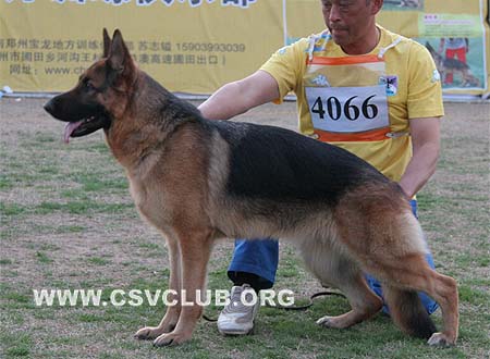 SG5 4066 宝思可嘉，Boeschka von DeYuan，CSZ103959，犬主：何正华