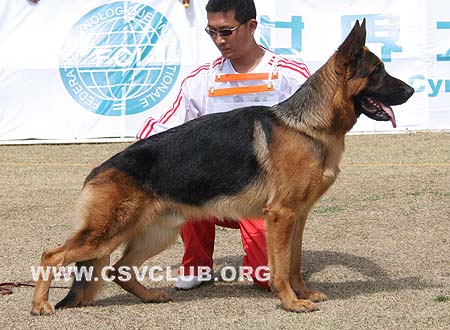 SG1 5013 阿拉功，Aragon von der Zenteiche，CSZ8002179，犬主：李深义