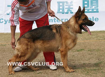 SG2 5025 爱斯曼，Iceman von Santamar，CSZ8002195，犬主：史国清(长风)
