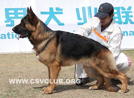 SG3 5003 克拉克，Clark von YueYang，CSZ91709，犬主：高飞