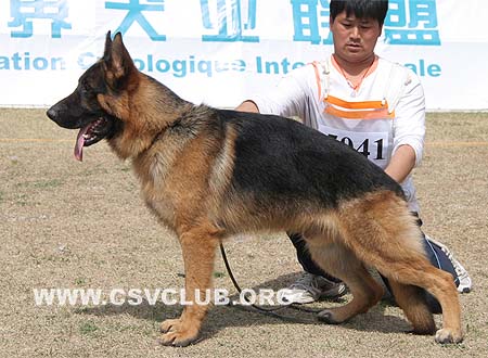SG4 5041 奴为斯，Novis von HanJiang，CSZ89529，犬主：曾德刚