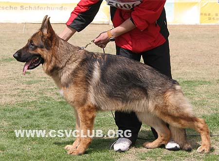 SG5 5006 菲利普，Phillip von Dossel，CSZ88635，犬主：韩彬