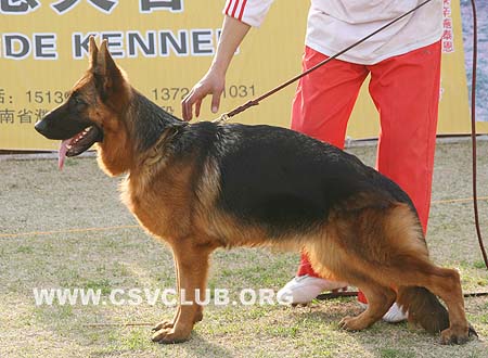 SG1 6058 古尼德拉，Gondra von ChangFeng，CSZ90882，犬主：史国清(长风)
