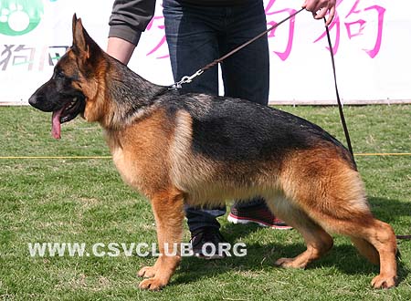 SG2 6006 芭丝思雅，Bascia von SanDing，CSZ90700，犬主：陈栋