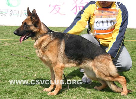 SG3 6116 塞丽，Celia von ZhanXin，CSZ112966，犬主：郑世珍