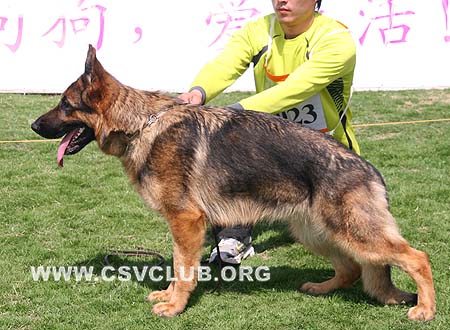 SG4 6023 帕尼塔，Pantah von Dossel，CSZ88637，犬主：韩彬