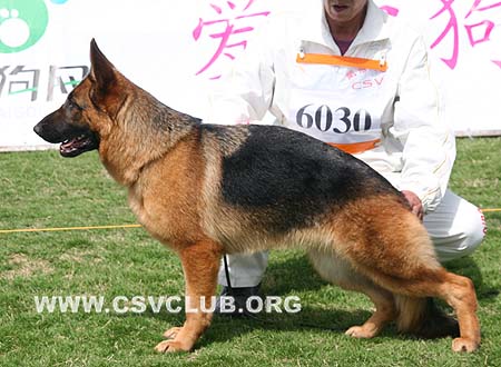 SG5 6030 爱笛丝，Edith von BianJing，CSZ87163，犬主：胡红新