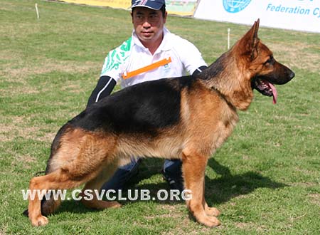 VV1 7008 赛鲁斯，Cyrus von BaiTuTeng，CSZ101743，犬主：李凤楼