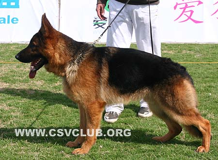 VV2 7010 卡克，Cak von TianZhong，CSZ102723，犬主：李娟