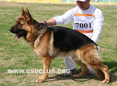 VV3 7001 富莱，Flyq von Dossel，CSZ111027，犬主：蔡文国