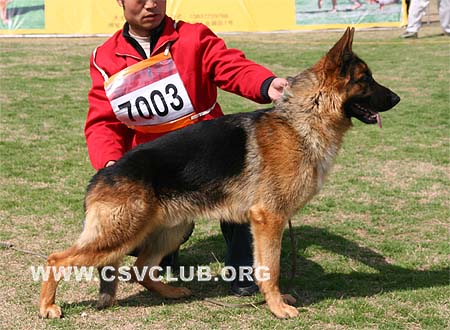 VV5 7003 卡尔多，Caldo von BaiTuTeng，CSZ101746，犬主：底书信