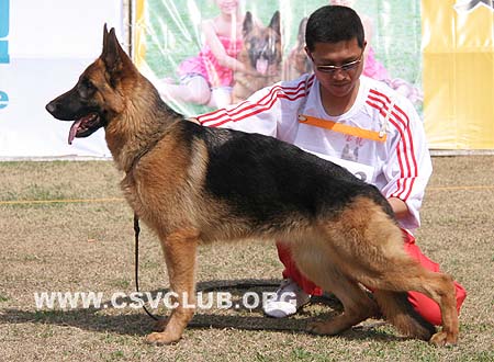 VV3 8033 力艾斯，Liese von Barco，CSZ96093，犬主：苏志镒