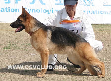 VV4 8054 弗瑞丝卡，Frisca von SaiKeEr，CSZ107839，犬主：李成彬