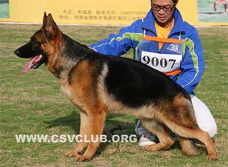 VV1 9007 派力，Perry von JingXing，CSZ108264，犬主：李经涛