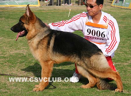 VV2 9006 吉莫，Gimmo von YuanQing，CSZ109879，犬主：李稷