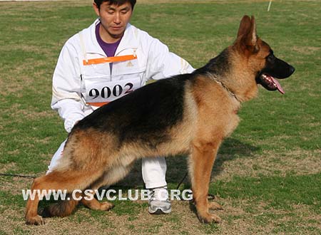 VV3 9002 艾尼，Ian von DeQin，CSZ110421，犬主：葛彦发