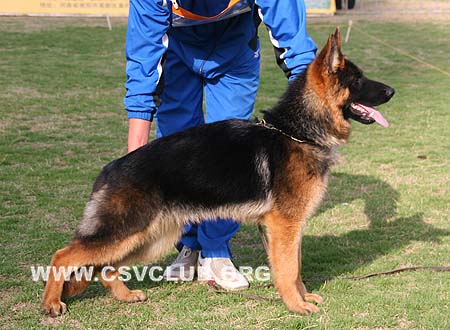 VV4 9023 卡赞，Carzan von JiaNan，CSZ111097，犬主：赵忠慧