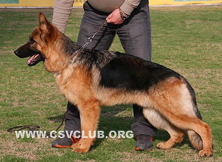 VV5 9014 布鲁索，Brusso von JinShan，CSZ106869，犬主：张继中