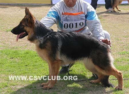 VV1 0019 伊卡娜，Elkena von ChengFu，CSZ101760，犬主：潘永忠