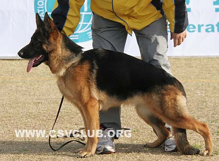 VV2 0013 克丽莫若，Climora von DeYu，CSZW112111，犬主：劳震宇