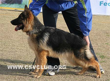 VV3 0034 普力塔，Prita von TianYi，CSZ112410，犬主：赵振平