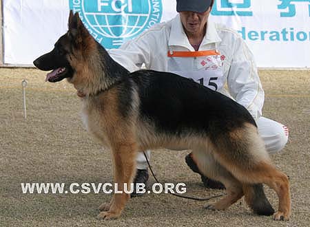 VV4 0015 宝妮，Boney von ChuTian，CSZW111841，犬主：刘义兰