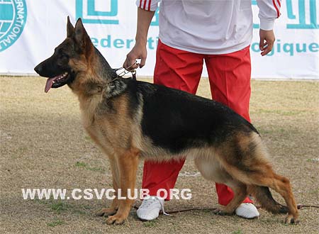 VV5 0020 Yenna von der Moritzburg，CSZ8002290，犬主：苏志镒