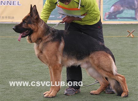 V1 1023 达克斯，Dax de Intercanina，CSZ8002188，犬主：李岩