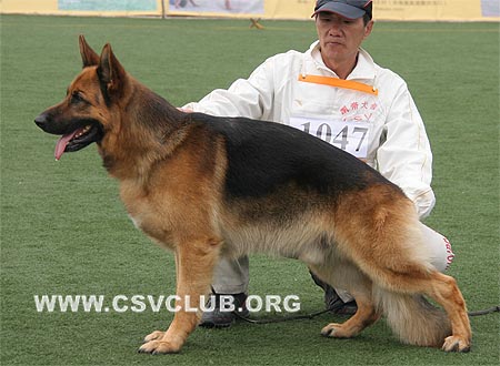 V2 1047 皮罗，Pirlo von der Jahnh?he，CSZ8002137，犬主：徐裕书