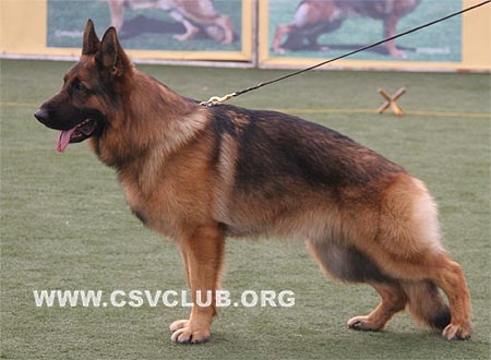 V3 1040 赛门，Corbo von Dossel，CSZ82002，犬主：王喜庆