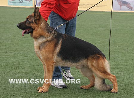 V4 1060 万诺斯，Vanos van Noort，CSZ8002196，犬主：朱道虎