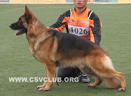 V5 1026 维阿斯，Vias von Batu，CSZ8002071，犬主：梁琨