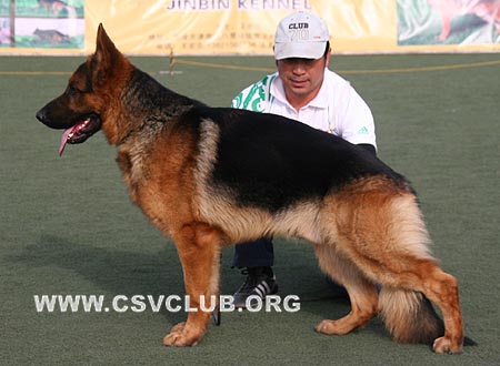 SG1 3003 巴罗尼，Kratmosens Baroni，CSZ8002266，犬主：高飞