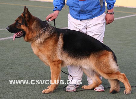 SG2 3008 艾米力，Emil von LuTai，CSZ88588，犬主：李强(鲁泰)