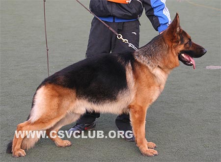 SG3 3010 乌维，Uwe von der Jahnh?he，CSZ8002225，犬主：罗斌