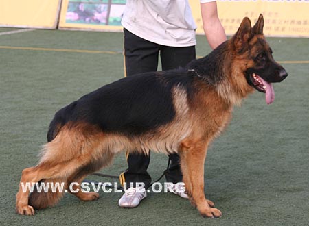 SG4 3001 北格，Big von MengLong，CSZ84320，犬主：白炎生