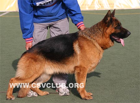 SG5 3007 布迪，Buddy von ZhengDe，CSZ79036，犬主：李恩才