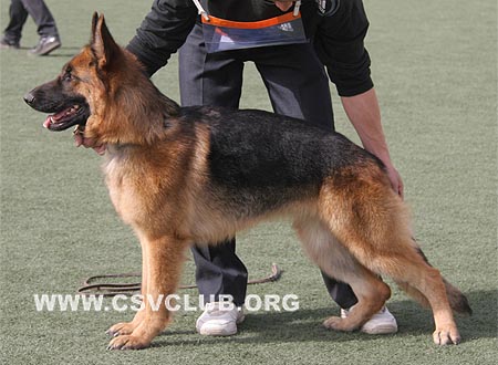 SG4 4034 派力迪塔，Perdita von ZhenDe，CSZ81591，犬主：樊永利